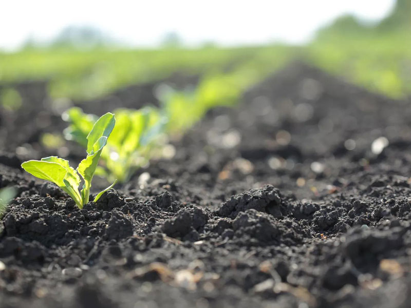 Use Biochar as Fertilizer